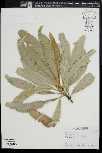 Banksia serrata image