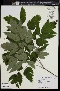 Image of Actaea heracleifolia