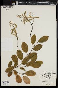 Amelanchier oblongifolia image