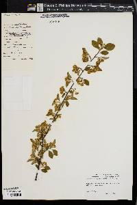 Cotoneaster hupehensis image