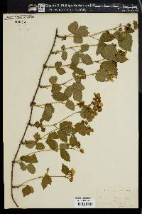 Rubus villosus image