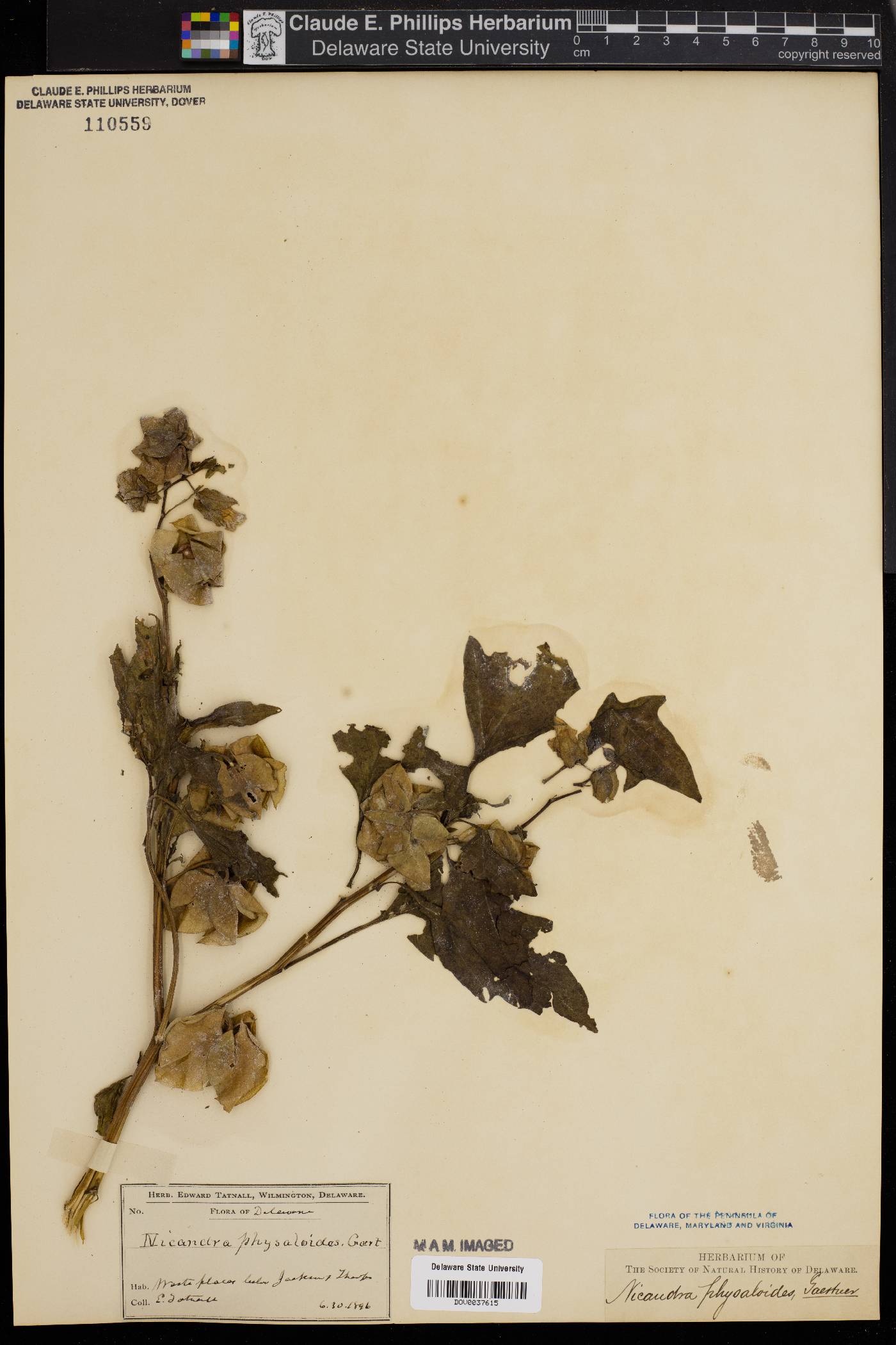 Nicandra physaloides image
