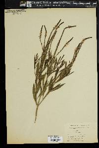 Verbena angustifolia image