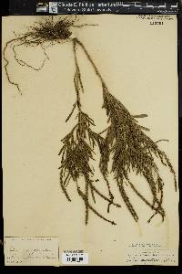 Verbena angustifolia image