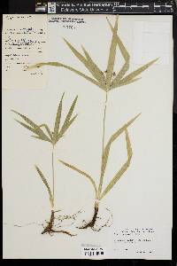 Image of Cyperus albostriatus