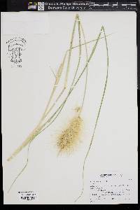 Pennisetum villosum image