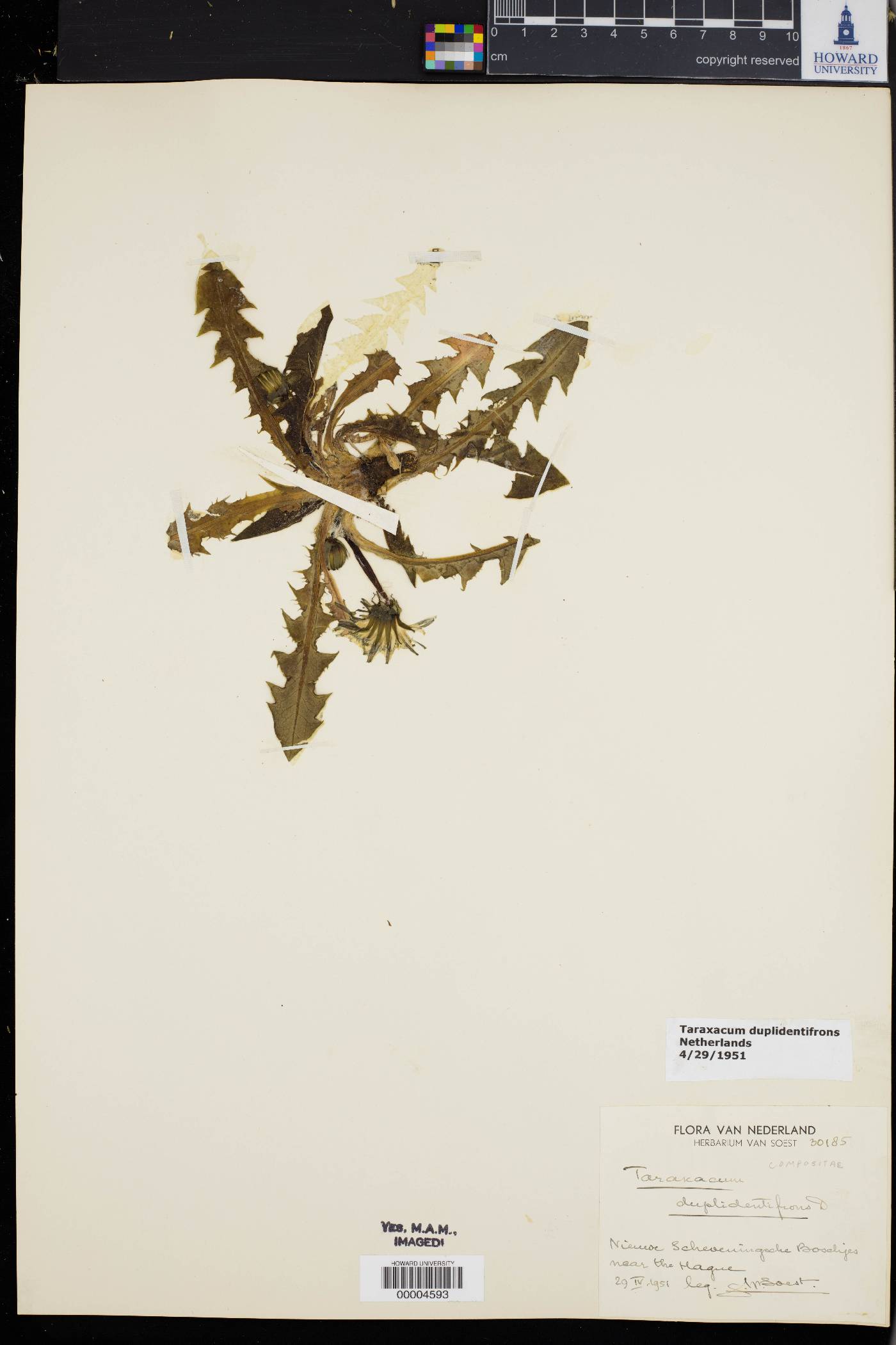 Taraxacum duplidens image