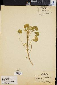 Malva rotundifolia image