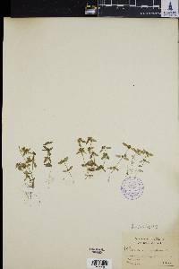 Image of Oldenlandia uniflora
