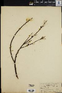 Image of Salix drummondiana