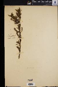 Image of Salix pedicellaris