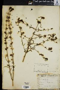 Gerardia fasciculata image