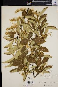 Image of Styrax dasyanthus