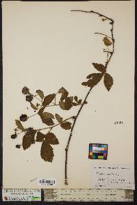 Rubus centralis image