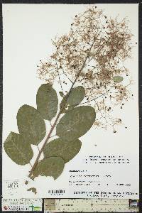 Cotinus coggygria image