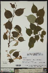 Tilia japonica image