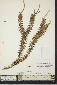 Image of Lycopodium phyllanthum