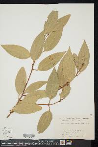 Cinnamomum tenuifolium image