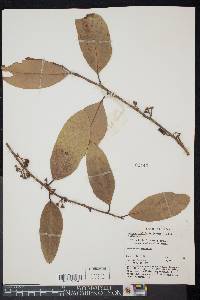Image of Litsea ovalifolia