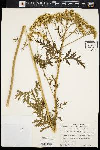 Achillea grandifolia image