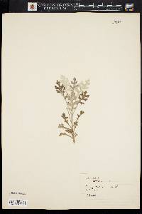 Image of Centaurea cineraria