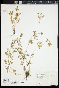 Image of Eryngium prostratum
