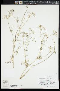 Image of Ptilimnium capillaceum