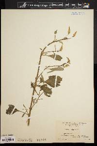 Celosia argentea image