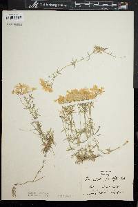 Phlox subulata f. albiflora image