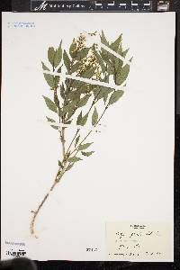 Deutzia gracilis image