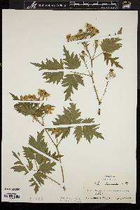 Rubus laciniatus image