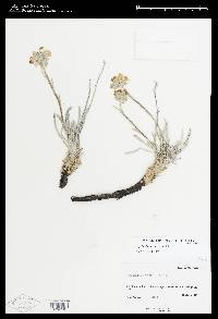 Image of Oreocarya crassipes
