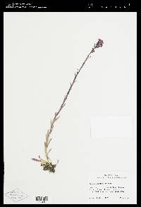 Image of Arabis sparsiflora