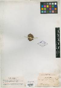Echinocereus perbellus image