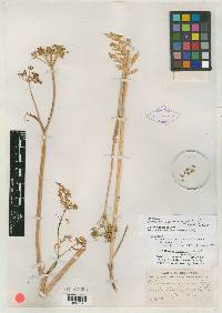 Image of Conioselinum coloradense