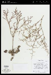 Image of Eriogonum scabrellum
