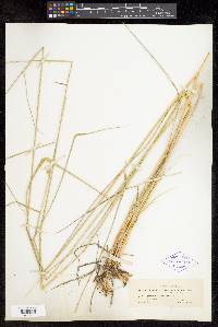 Elymus arizonicus image