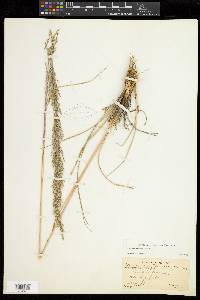 Muhlenbergia pubescens image