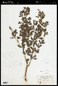 Baptisia calycosa image
