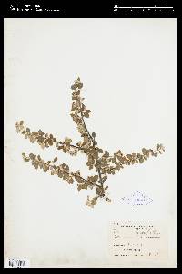 Image of Cotoneaster buxifolius