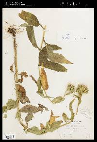 Image of Saussurea americana