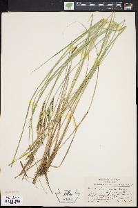 Carex strictior image