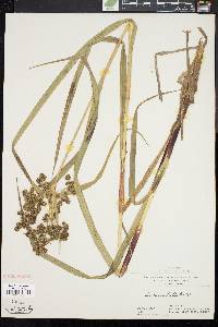 Scirpus microcarpus image