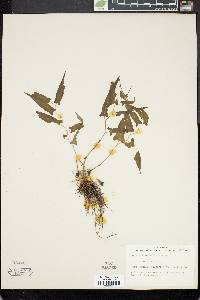 Aristolochia hastata image