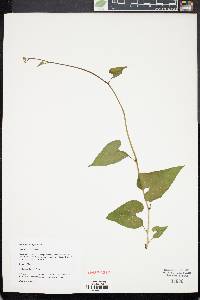 Image of Aristolochia anguicida