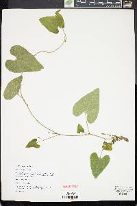 Aristolochia anguicida image