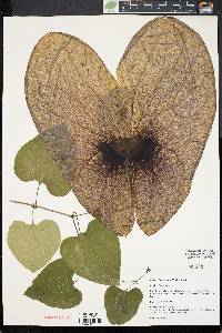 Aristolochia gigantea image