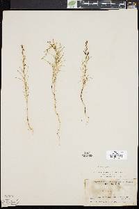 Gilia minutiflora image