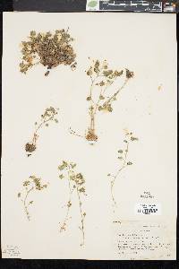 Image of Phacelia geraniifolia