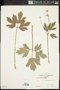 Ranunculus septentrionalis image